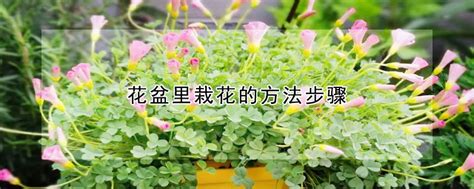 栽花|花盆里栽花的方法步骤